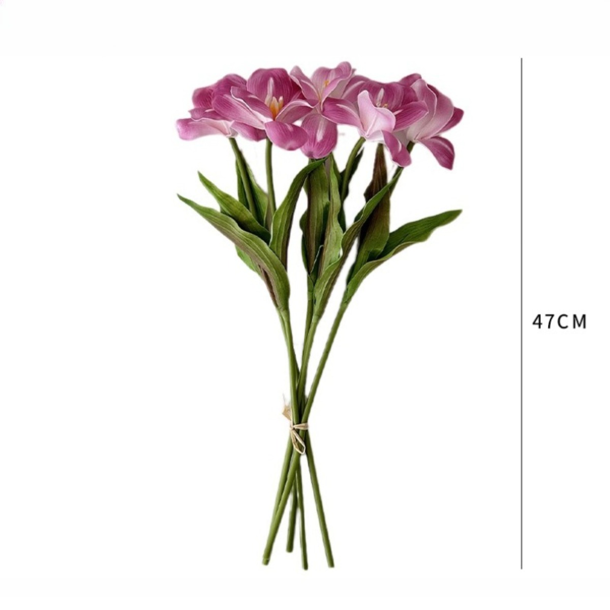 Tulipán Abierto de Tallo Único - Photography Graduation reseña y precio